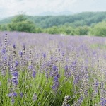 出勤の追加